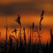 Stimmung bei einem der seltenen Sonnenuntergänge zur Zeit.<br /><br />Atmosfera ad uno dei tramonti rari nel momento.