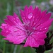 Karthäuser-Nelke im Magerrasen-Biotop (Dianthus carthusianorum), geschützt.<br /><br /><br />Dianthus carthusianorum nel nostro biotopo, protetto.<br />