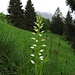 Ein Langblättriges oder Schwertblättriges Waldvöglein (Cephalanthera longifolia). <br /><br />Un orchidea, un Cephalanthera longifolia.