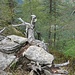 der ist noch älter als ich aber hat das Chäppi immer noch auf dem Kopf;-)