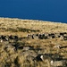Schafe am Mt John. Im Hintergrund kein Himmel, sondern der Lake Tekapo