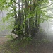 eine ungewöhnliche Buche - ausgangs Wald, im Nebel