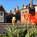 Tulpen in Salisbury