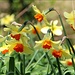 Frühling in Wiltshire