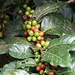 Kaffee gefällig - vielleicht wird die Bohne mal Bestandteil von [u bidi35]'s Kafi sein?