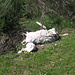 I resti della povera pecora nei pressi della croce dell'Alpe Nachino.