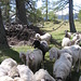 Le pecore decidono di interrompere il loro riposo per farci festa.