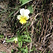 Viola arvensis, Violaceae. Viola dei campi