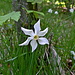 Auf der Alp Bronte hat es ganze Felder von Stern-Narzissen (Narcissus radiiflorus). Es duftete hier wie in einem Parfümladen 