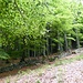 hinter der Mauer wäre der richtige Weg weitergegangen