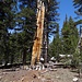 Alter Baum beim Abstieg vom Lembert Dome