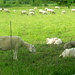 In Anbetracht der plötzlichen Wärme haben sich auch diese Schafe ihrer Wollpullover entledigt.