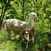 Lamas de Wasen, dans la descente sur Bitsch