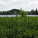Sommer am Weßlinger See
