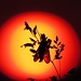 Zur Abwechslung ein neues Objekt: Insekt auf Grashalm vor der Sonnenkugel<br /><br />Tanto per cambiare: un insetto su un filo d`erba davanti la palla del sole