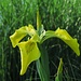 Sumpf-Schwertlilie (Iris pseudacorus) am überfluteten Egelsee<br /><br />Iris pseudacorus all`Egelsee allagato