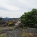 Gipfel Mt. Finlayson mit regionaltypischem Erdbeerbaum (Arbutus)