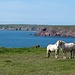 Entre St. Ann's Head et Westdale Bay, moutons et chevaux partagent la lande