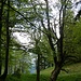 Urige Bäume im Gipfelbereich des Sattelkopfs