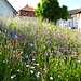 Blumenwiese in Libingen