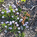 Herzblättrige Kugelblume (Globularia cordifolia)
