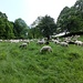 gemischte Schaf-/Ziegenherde