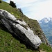 der Felsen schon markant; die Flueblüemlis obendrauf ...