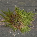 Moss on a table at the Charbonnière
