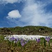 herrlicher Übergang vom Frühling zum Sommer ...