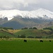 Die Wiesen und Hügel voller Schafe: kurz vor Te Anau auf dem Weg von Queenstown