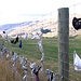 Interessanter Straßenschmuck auf dem Weg von Wanaka nach Queenstown