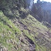 Rigi Hochflue Ostgrat: eine feuchte, erdige Wegspur führt zu den Felsen hoch. Der Ausrutschgefahr wird hier mit einem Drahtseil entgegengewirkt.