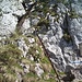 Rigi Hochflue: Leiter der alpine Route vom Gätterlipass.