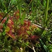Sehr gefährlich für die Insekten: der Rundblättrige Sonnentau.<br /><br />Drosera rotundifolia, molto pericolosa per gli insetti.
