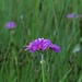 Mehlprimel<br /><br />Primula farinosa