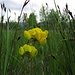 Sumpf-Hornklee<br /><br />Lotus pedunculatus, Syn.: Lotus uliginosus