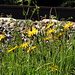 Gelbe Blüten am Bahndamm