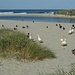 Im Vordergrund die zutraulichen Enten, dann der Süsswasser-See und im Hintergrund das Meer.