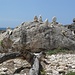 Cala Llorenç ist überhäuft mit formschönen Steinen und lustigen Steinmännchen.