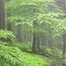 nasser Wald