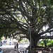 Welch ein Baum - in Napier