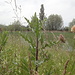 Natur pur