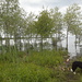 Teils dem Ufer entlang zum Rheinholz