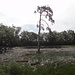 Beim Entenbad