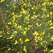 Stechginster (Ulex europaeus) - eine sehr giftige Pflanzenart, die im atlantischen Westeuropa verbreitet ist. Irland's Landschaften sind voll davon und Mitte März beginnt die leuchtend gelbe Blüte.