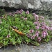 Treppenschmuck - Blühender Thymian.