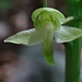 Orchidee