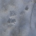Die Murmeltiere sind erwacht und aktiv