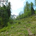 Entlang eines munter plätschernden Bächleins geht es ins steile Kar, das in die Schwarte zwischen Hochhaide und Moserspitz mündet