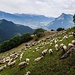 Schafe bei Guscha